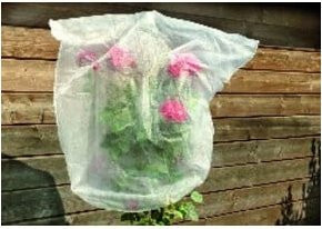 floraworld Rosenhaubenvlies 5er Set Weiß B: 80 cm, T: 75 cm - Bild 1