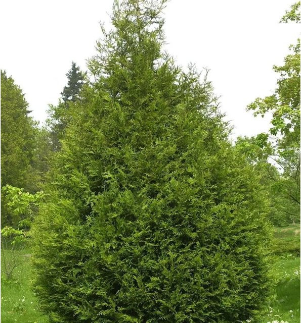 Thuja plicata Riesen Lebensbaum Atrovirens als grüne Heckenpflanze von Nr-01.de, Höhe: 80-100 cm - Bild 1