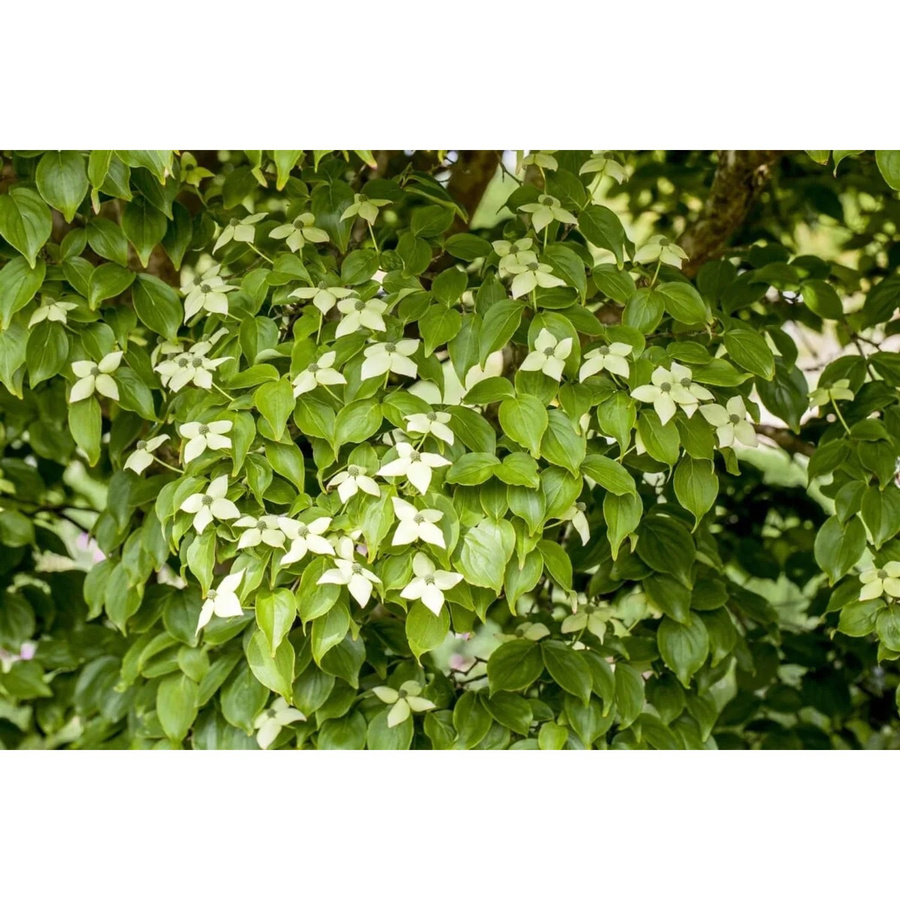 Chinesischer Blumen-Hartriegel Cornus Kousa Chinensis von Pflanzen für dich, Höhe: 80–100 cm - Bild 2