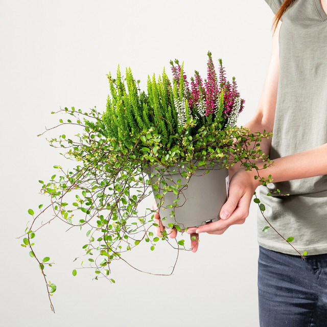 BLUME2000 Heidemischung Trio Calluna für Balkonkasten und Blumenkübel - Bild 1
