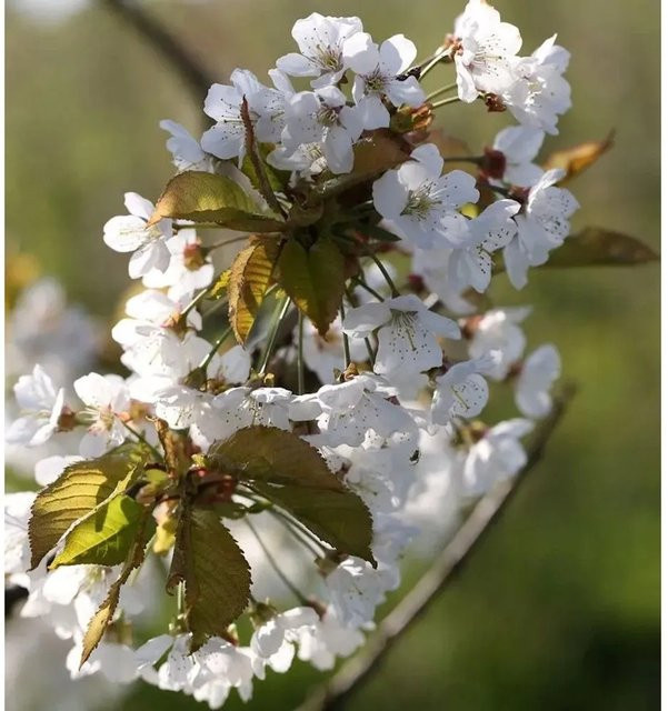 Vogelkirsche Prunus avium Obstbaum für den Garten von Die Nr-01.de, Höhe: 60-80 cm - Bild 1