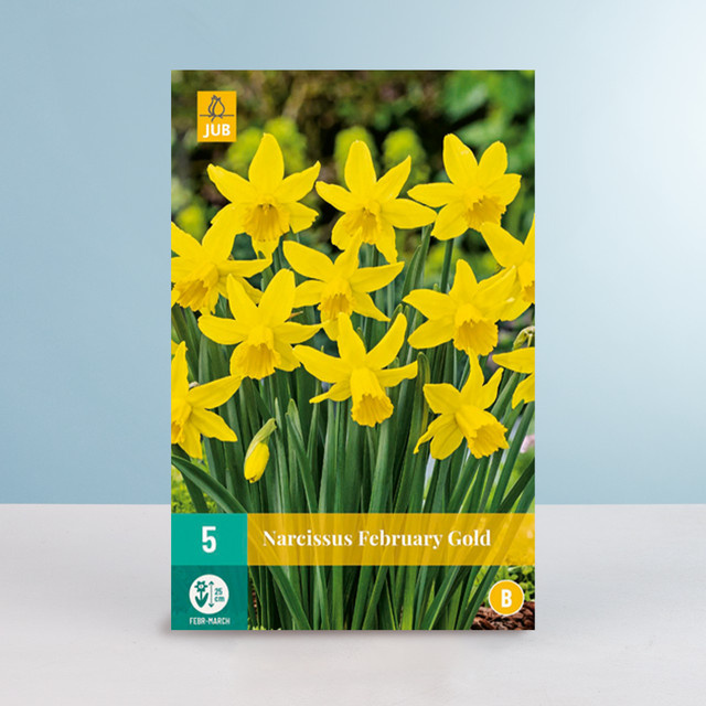Zwerg-Narzisse February Gold von BLUME2000 mit 5 Zwiebeln für den Frühling - Bild 1