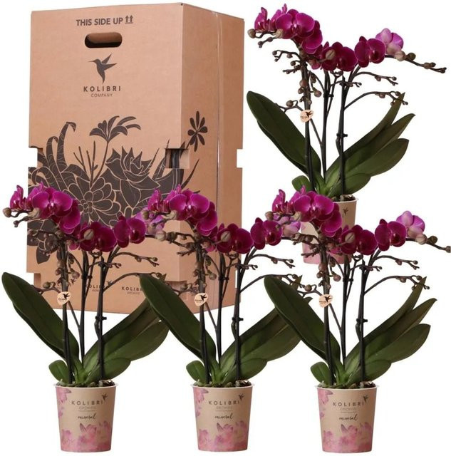 Kolibri Orchideen Überraschungsbox mit 4 verschiedenen blühenden Zimmerpflanzen in Pink - Bild 1