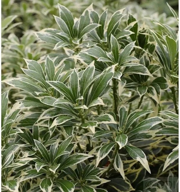 Pieris japonica Weißbuntes Schattenglöckchen Strauch in Grün-Weiß, Höhe: 15-20 cm - Bild 1