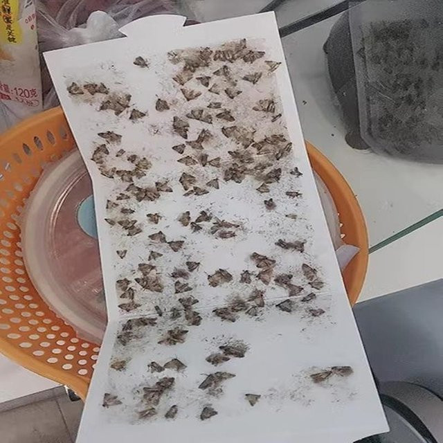 Selbstklebende Mottenfallen mit Pheromonen von Shenchou für Küche und Kleiderschrank, Grau - Bild 1