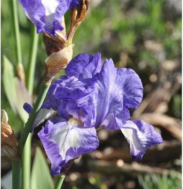 Schwertlilie Victoria Falls Iris barbata lila Beetpflanze von Nr-01.de - Bild 1