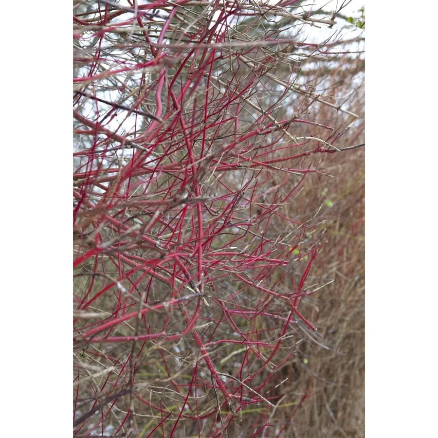Cornus Alba Sibirica Hartriegel als leuchtend rote Heckenpflanze für den Garten, Höhe: 150–200 cm - Bild 2
