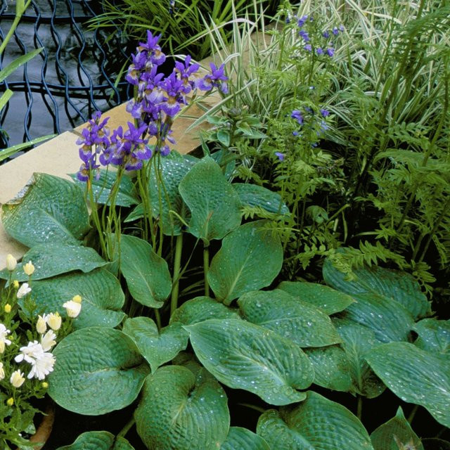 Blaublatt-Funkie Elegans aus dem Mein schöner Garten Shop, violett - Bild 1