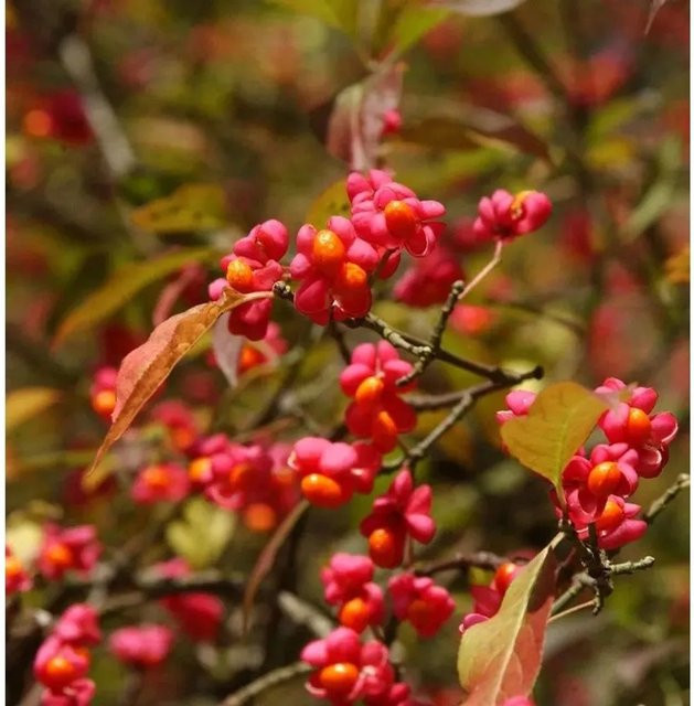 Euonymus europaeus Pfaffenhütchen Ziergehölz Höhe: 60-80 cm - Bild 1