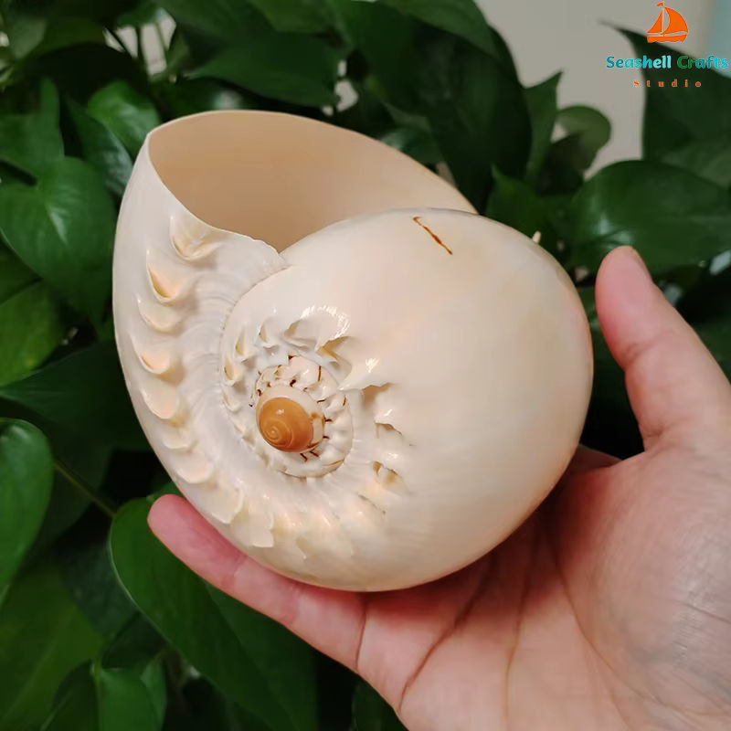 Natürliche Muschelschale von ORIGIFTS in Gelb und Creme als Dekoration für Aquarium oder Blumentopf, Durchmesser: 17-22 cm - Bild 4