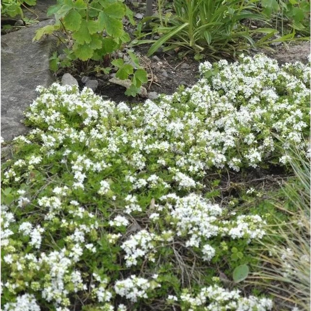 Zitronenquendel Amade Thymus praecox Gewürzpflanze und Bodendecker von Nr-01.de - Bild 1