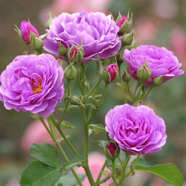 Beetrose Minerva in Rosa und Blau als Zierstrauch für deinen Garten und Balkon - Bild 1