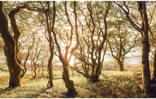 Komar Fototapete Bold Birch aus Vlies in Braun-grün, B: 400 cm, H: 250 cm - Bild 1