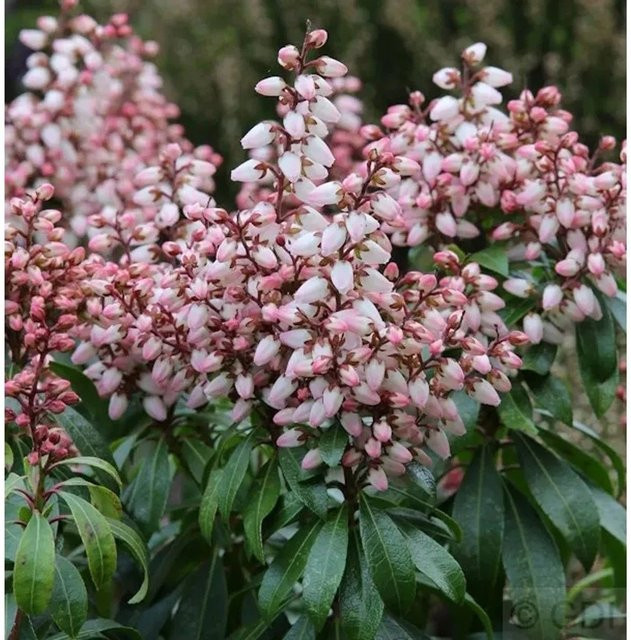 Pieris japonica Bonfire Schattenglöckchen Lavendelheide in Pink, Zierstrauch für Steingärten und Kübel - Bild 1