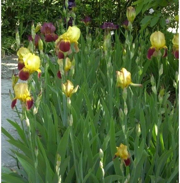 Schwertlilie Caligula Iris barbata als Gartenstaude und Beetpflanze von Nr-01.de - Bild 1
