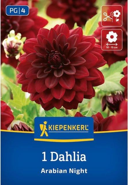 Kiepenkerl Seerosen-Dahlie Arabian Night, 1 Zwiebel, Rot - Bild 1