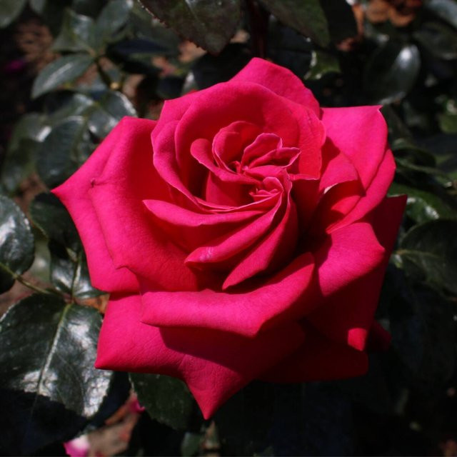 Parfum de Nature Edelrose Hot Lady pink - Bild 1