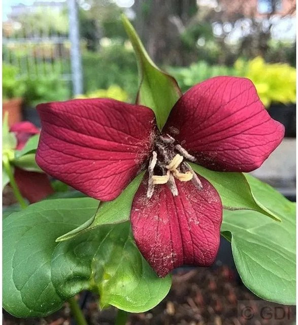 Trillium erectum Aufrechte Waldlilie rote Staude von Nr-01.de - Bild 1