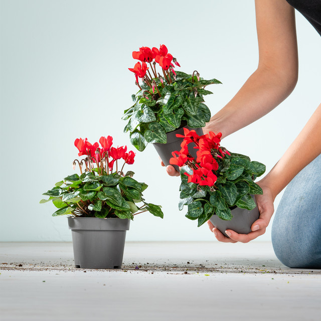 3er Set Cyclamen persicum Alpenveilchen von BLUME2000 als Zimmerpflanze oder für Balkonkästen und Blumenkübel - Bild 1