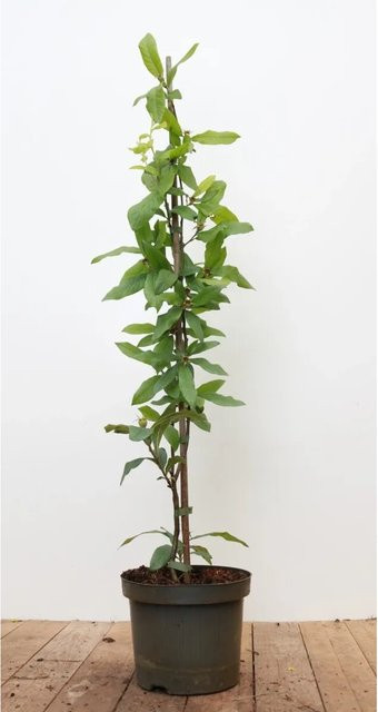 Echte Mispel Mespilus germanica von Pflanzen für dich, Höhe: 60–100 cm - Bild 1