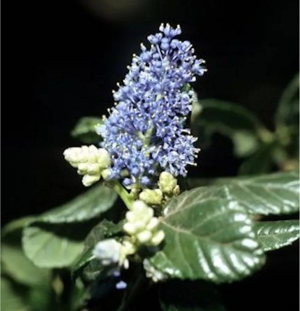 Ceanothus impressus Hochstamm Säckelblume Victoria in Blau, Höhe: 80-100 cm - Bild 1