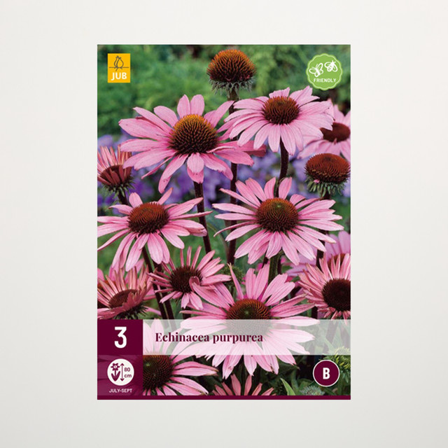 Sonnenhut Purpurea mit 3 Wurzeln von BLUME2000 - Bild 1