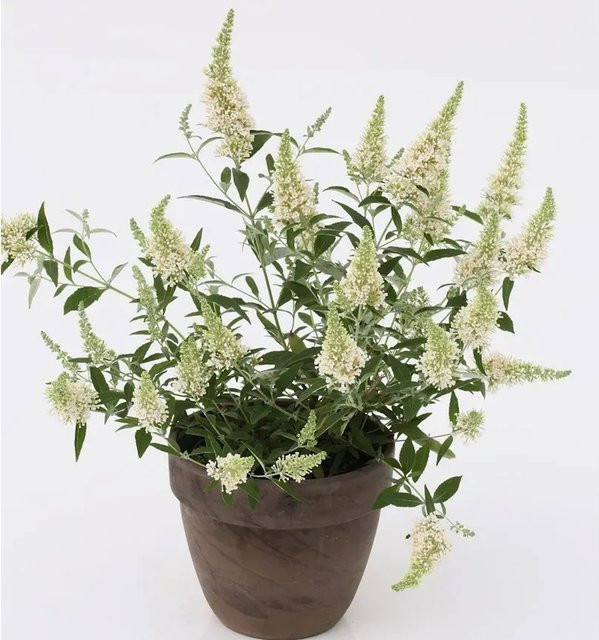 Buddleja Sommerflieder Nanho White weißer Zierstrauch für den Garten - Bild 1