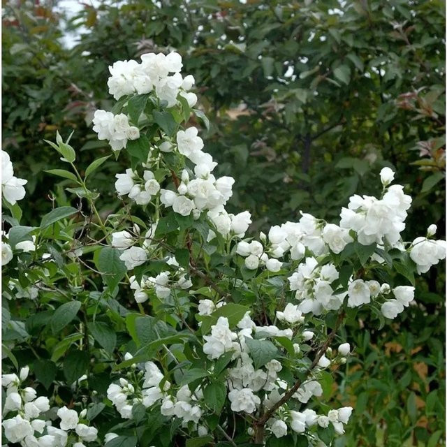 Gartenjasmin Philadelphus Silberregen als weiße Heckenpflanze für den Garten, Höhe: 60-80 cm - Bild 1