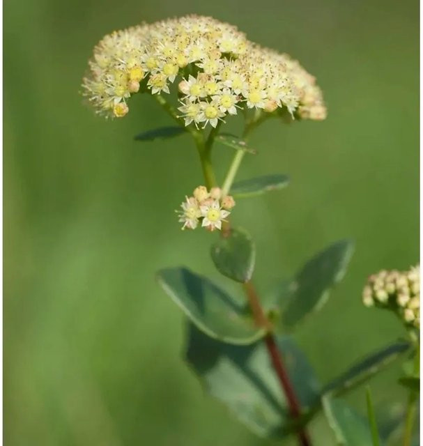 Große Fetthenne Seduction Yellow Delicat Sedum telephium gelbe Staude für den Garten - Bild 1