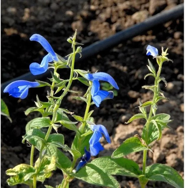Ziersalbei Sensation Sky Blue Salvia nemorosa Blaue Staude für Staudenbeete und Steingärten - Bild 1