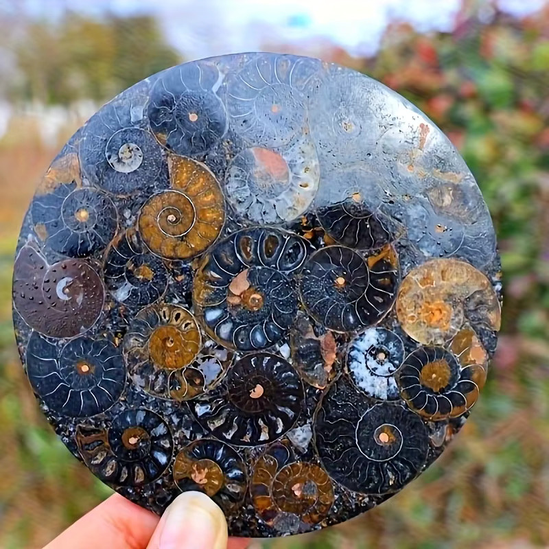 Künstliche Ammoniten-Fossilplatte von CrystalHola in Gelb und Schwarz, runde Dekoration aus Stein, Durchmesser: 11,0 cm - Bild 3
