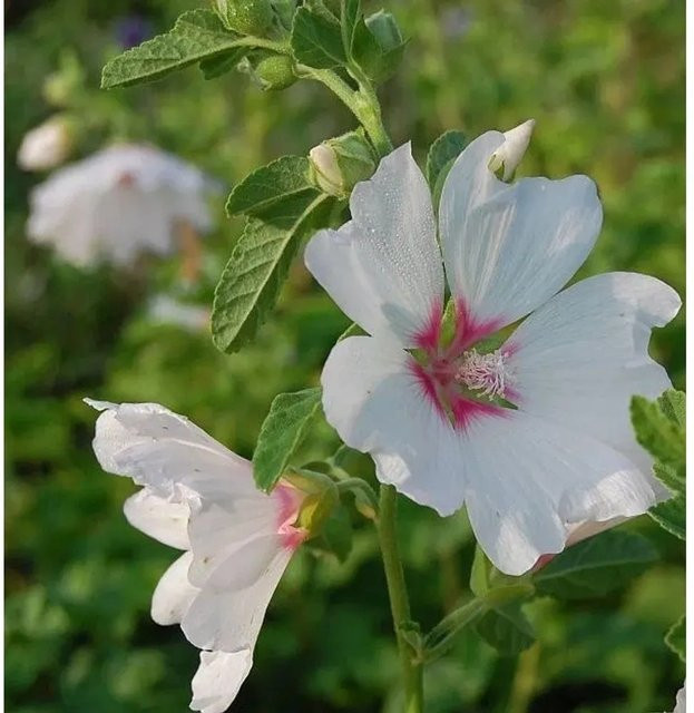 Lavatera Olbia Blushing Bride Buschmalve als Stauden-Schnittblumenpflanze für deinen Garten - Bild 1