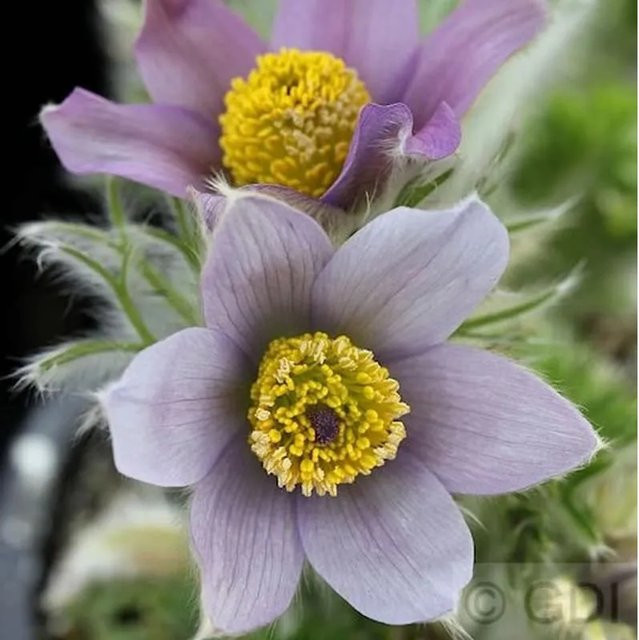 Pulsatilla vulgaris Blaue Küchenschelle als mehrjährige Gartenpflanze - Bild 1