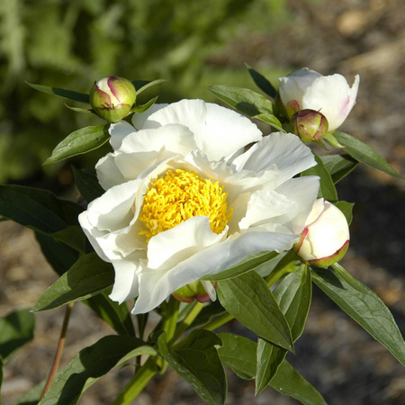 Weiße Pfingstrose Paeonia lactiflora als mehrjährige Staude im Topf von BLUME2000