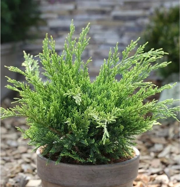 Grüner Strauchwacholder Mint Julep Juniperus media für deinen Garten, Höhe: 25-30 cm - Bild 1