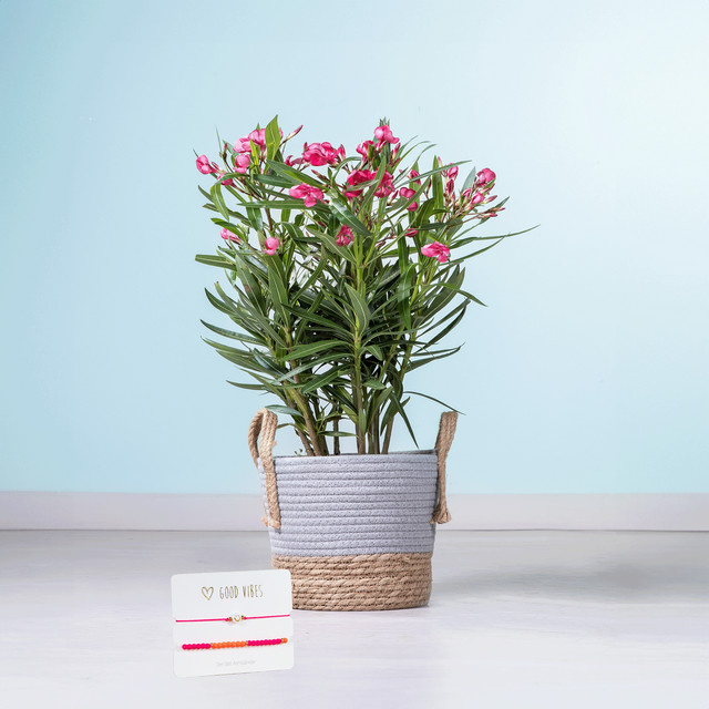 BLUME2000 Oleander Nerium oleander als Topfpflanze im Korb für den Außenbereich - Bild 1