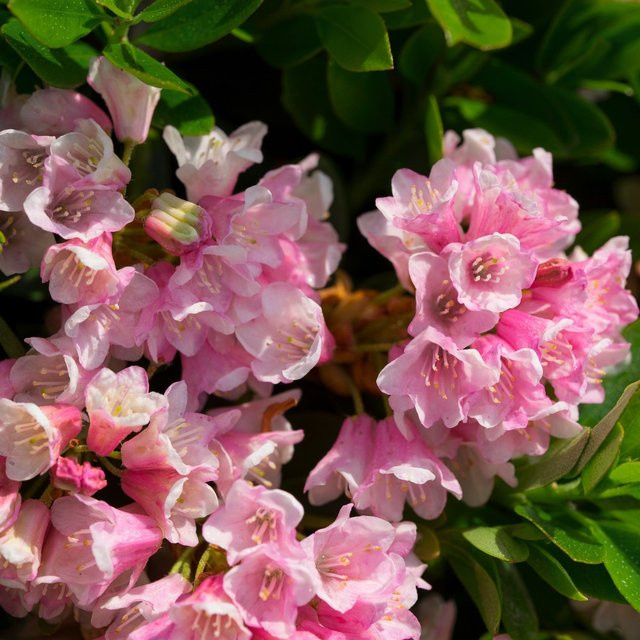 Bloombux Rhododendron Busch Set-Kombination in Magenta von Mein schöner Garten Shop - Bild 1