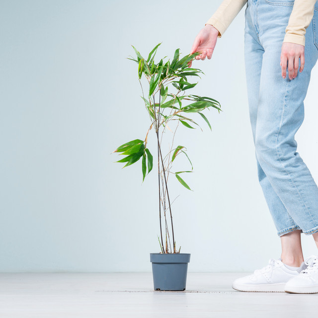 BLUME2000 Sichtschutz aus schwarzem Bambus Phyllostachys für den Garten - Bild 1