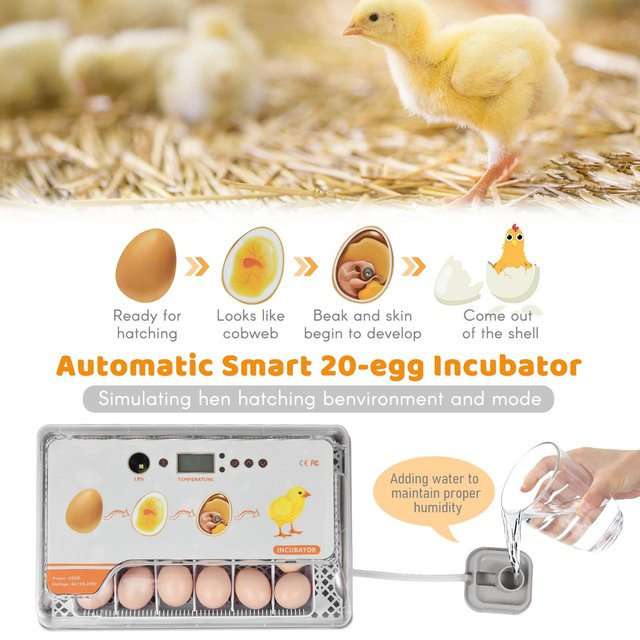 Canaryy Digitaler Eierbrüter für 20 Eier in Weiß mit automatischer Eierwendung, Temperaturregelung und LED-Licht für Hühner und Enten - Bild 1