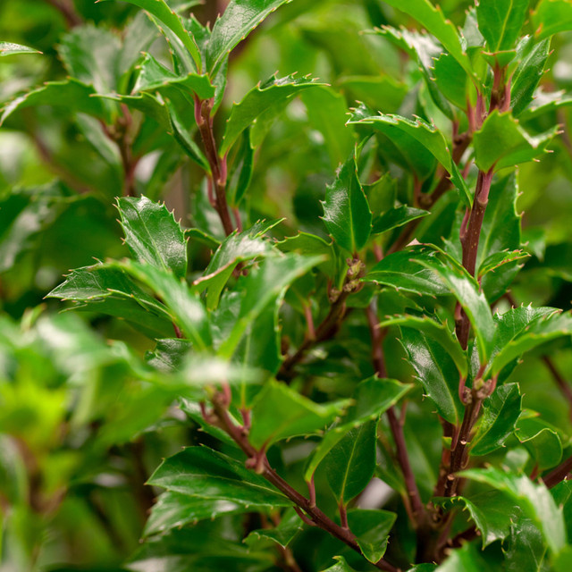 Stechpalme Heckenfee als Heckenpflanze und Strauch in Weiß und Grün von Mein schöner Garten Shop - Bild 1