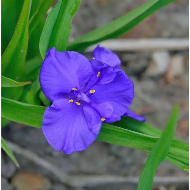 Tradescantia andersoniana Dreimasterblumen Leonora Gartenstaude von Nr-01.de - Bild 1