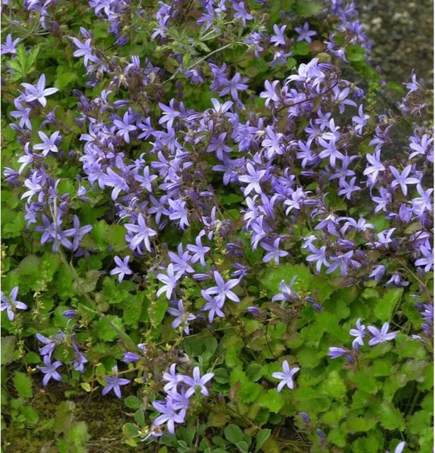 Campanula poscharskyana Glockenblume Frühlingszauber lila mehrjährige Bodendecker Pflanze für Garten und Steingarten - Bild 1