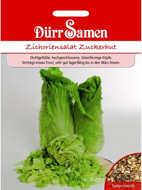 Dürr Zuckerhut Zichoriensalat Saatgut 500 g - Bild 1