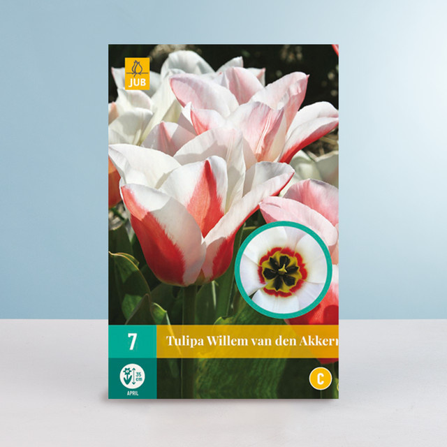 Greigii-Tulpe Willem van den Akker von BLUME2000 mit 7 Zwiebeln für Beete und Blumenkübel - Bild 1