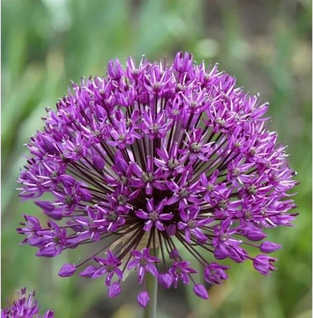 Allium giganteum Riesenlauch lila Staude für den Garten - Bild 1