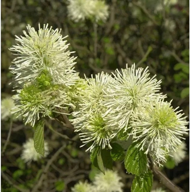 Fothergilla major Federbuschstrauch als Solitärgehölz in Weiß und Orange, Höhe: 80-100 cm - Bild 1
