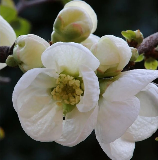 Zierquitte Jet Trail Chaenomeles Heckenpflanze 30-40 cm - Bild 1