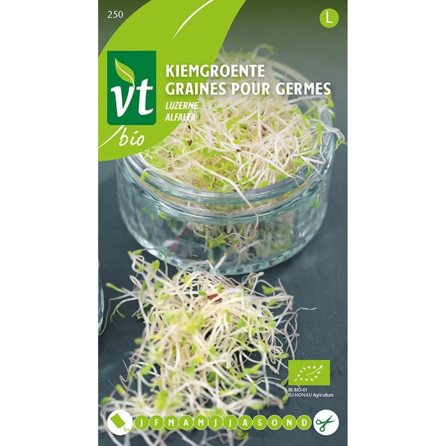 Alfalfa Samen von arborix zur Keimung, 16 g - Bild 2