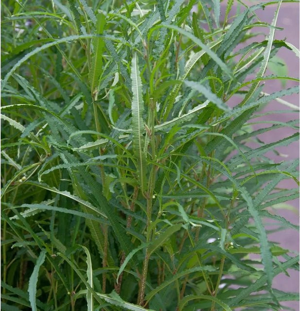 Schmalblättriger Faulbaum Rhamnus frangula Asplenifolia als grüner Strauch für deinen Garten, Höhe: 80-100 cm - Bild 1