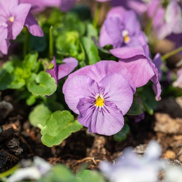 Rosa Hornveilchen als winterharte Staude für deinen Garten und Balkon - Bild 1
